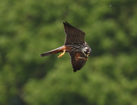 Hobby © Rob Mellor 2021