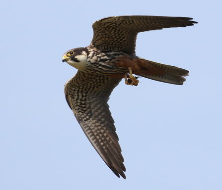 Hobby © Rob Mellor 2021