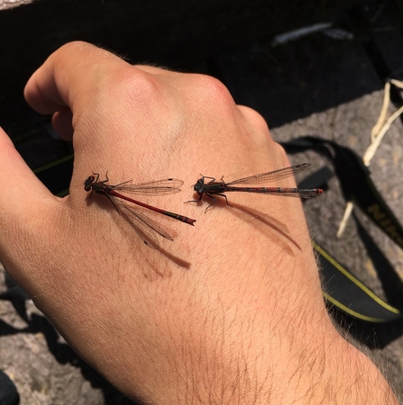 Large Red Damselflies © Matthew Christou 2021