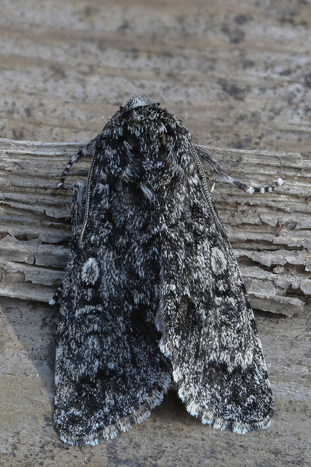 Poplar Grey © Derek Parker 2021