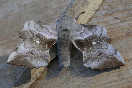 Poplar Hawk Moth © Derek Parker 2021