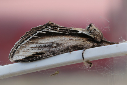 Swallow Prominent © Derek Parker 2021