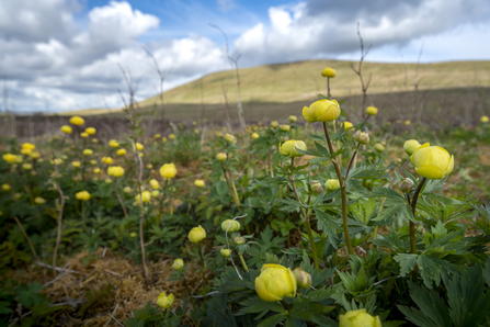 Yellow globeflowers in bloom amongst the limestone pavement and restored grassland at the foot of Ingleborough mountain in the Wild Ingleborough landscape © Joseph Gray, WWF-UK.jpg