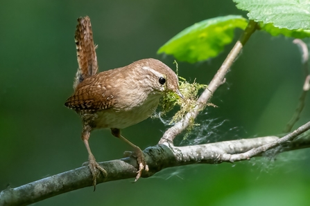 Wren © Darren Ward 2021
