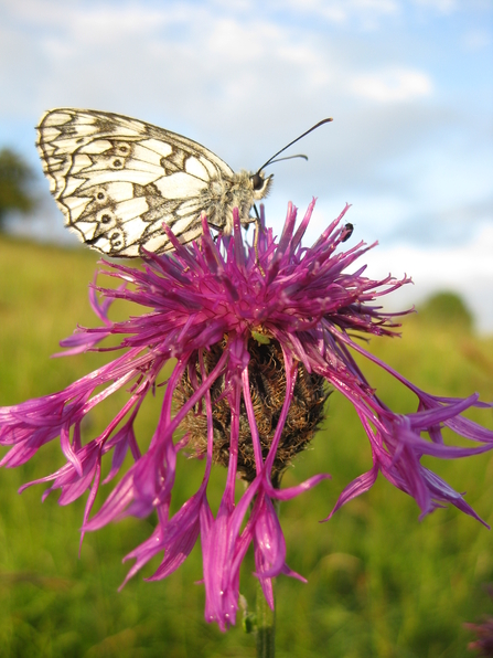 Marbled white butterfly at Brockadale