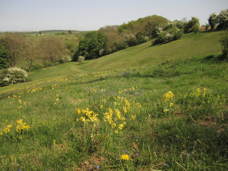 Thompson's meadow at Brockadale, early spring (yellow flowers on a grass hillside with trees in the distance)