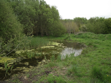 Pond with vegetation lying next to a field, trees in background