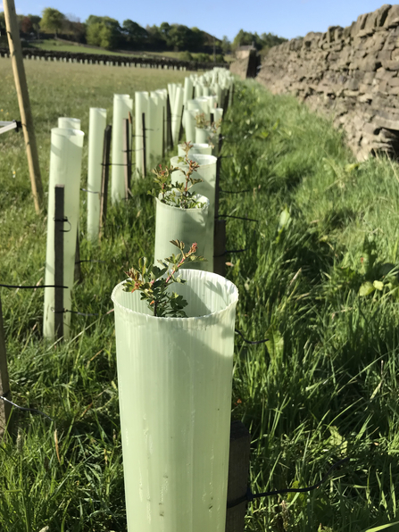 Row of young tree saplings with tree guards around next to stone wall