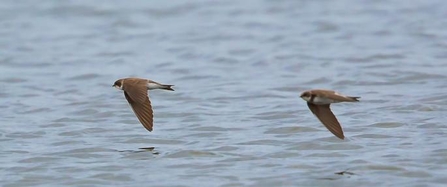 Two sand martins flying low over a lake.
