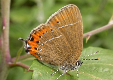 Black hairstreak butterfly - brown with white stripe, then orange band with black dots 