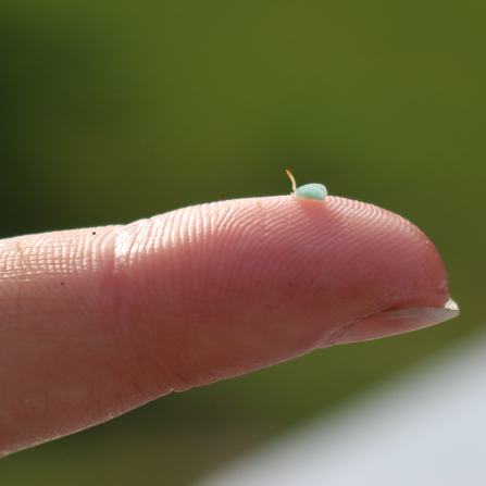 A tiny, germinating seagrass seed, like a speck of sang, being held on the tip of one finger.