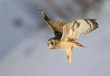 Short-eared owl