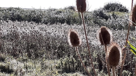 Teasel at Spurn