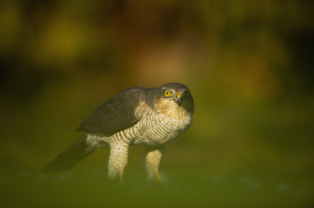 Adult sparrowhawk in an urban garden, The Wildlife Trusts