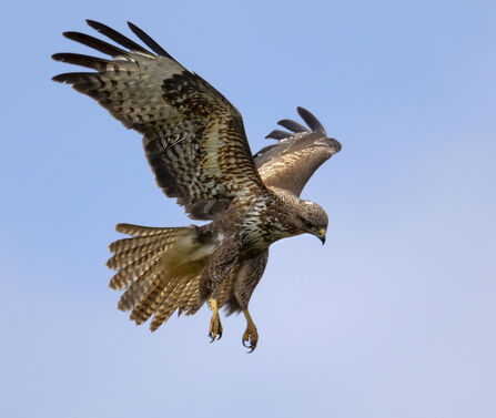 Buzzard in flight - Jon Hawkins