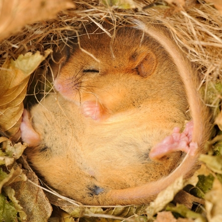 Hazel dormouse curled up in a ball inside a cosy looking nest - Terry Whittaker/2020VISION