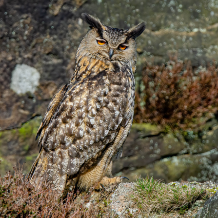 Eagle owl