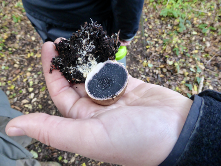 Bolete fungus - Andrew Darnton