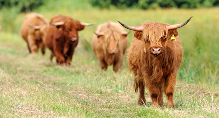 Four Highland cattle walking in line through a grazed field. Photographer: Terry Whittaker 2020VISION