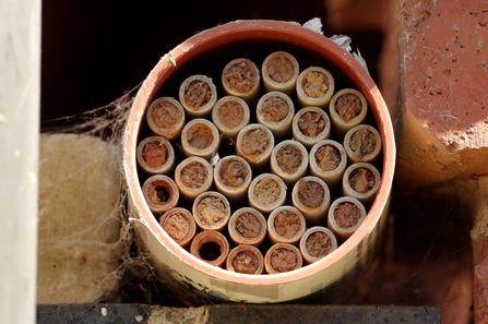 Image of a bee/bug house