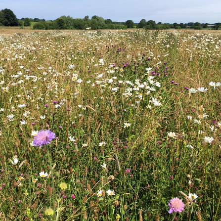 A colourful wildflower meadow in Staveley