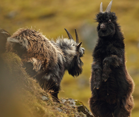 Goats on a cliff top. Photograph by Luke Massey/2020VISION