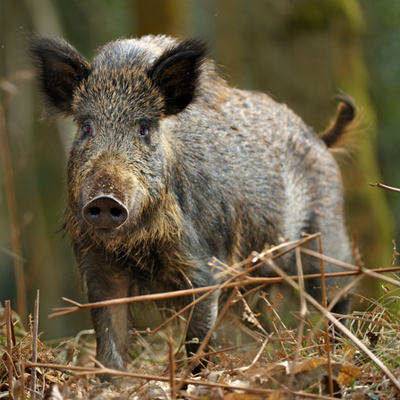 A wild boar stood in the undergrowth by Andy Rouse/2020VISION