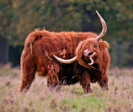 A highland cow itching it's with its horn whilst sticking its tonuge out