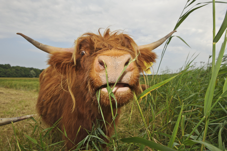 Highland cattle feeding on common reed by Terry Whittaker - 2020VISION