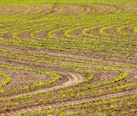 A maize field by Jim Higham