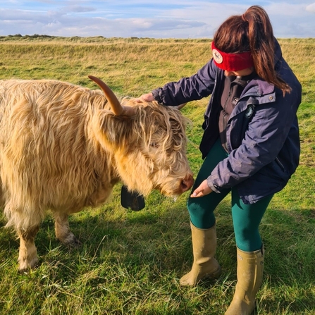Our Conservation Grazing Manager, Charlotte Dring fussing One of our Highland cows wearing a No Fence collar.