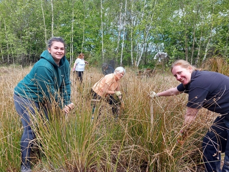 Volunteers removing soft rush from a pond