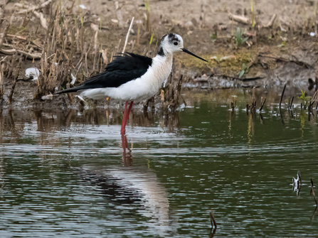 Wading black-winged stilt 