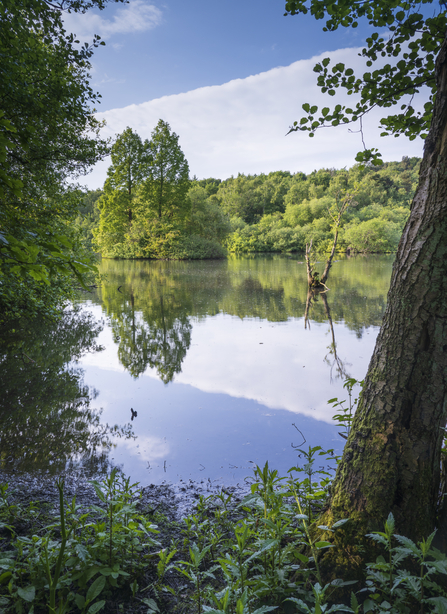 Trees reflected in lake with still water and blue skies