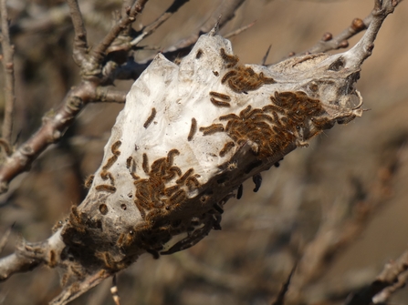 A webbed cocoon attached to a bare branch