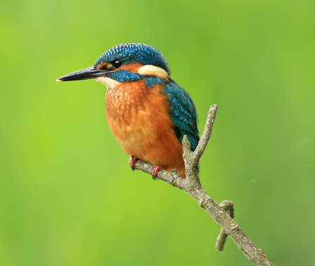 Kingfisher perched on a branch. Photograph by John Hawkins