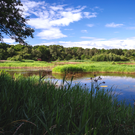 A sunny view of Potteric Carr nature reserve. Blue skies and green grass.