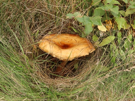 Roll-rim fungus surrounded by grass