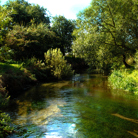 A clear, glassy stream at Skerne Wetlands.