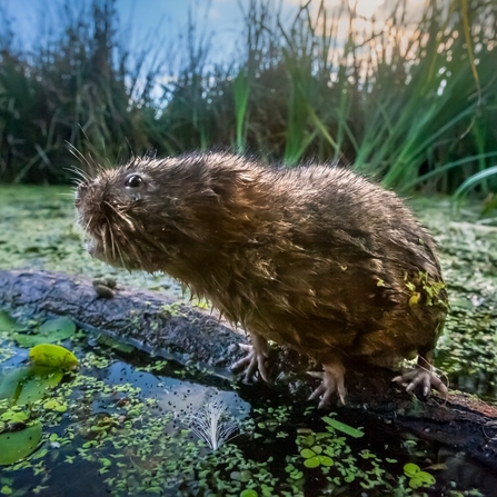 A water vole sat on a log in a secluded wild water body.