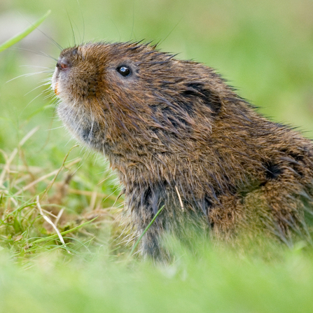 A water vole emerging from a hole. Photograph by Tom Marshall.