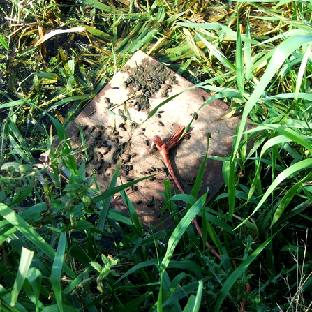 A water vole survey raft with latrine. Photograph by Jon Traill