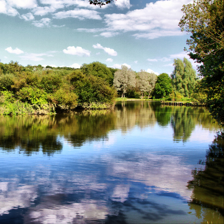 A beautiful blue, cloudy sky reflected in a still lake on a sunny day. Photo by Norman Hearne