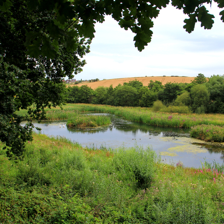 A sunny day at Carlton Marsh. Photo by Jim Horsfall