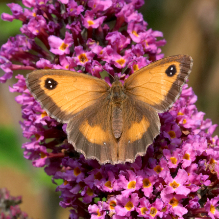 A gatekeeper perched on a buddleia flower. Photo by Jon Dunkelman