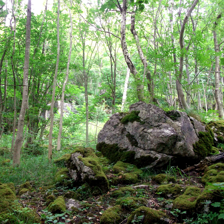 A moss covered boulder in a dense, green woodland. Photo by Jono Leadley