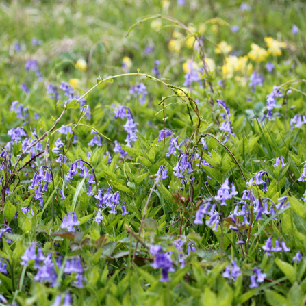 Bluebells on a spring day at Hetchell Wood. Photo by Joanna Richards