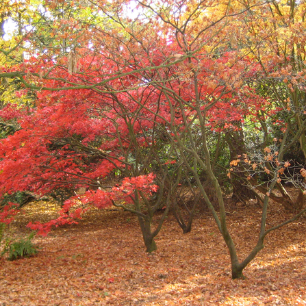 An autumnal day at Moorlands nature reserve. Photo by Clare Usher