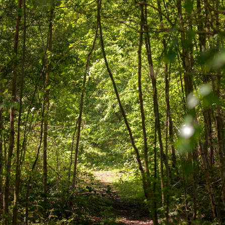 A sun dappled path leading through a peaceful woodland at Rothwell country park. Photo by Danny Hill