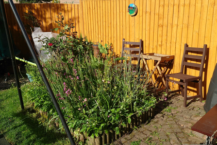 An area in the garden showing a ‘tangle’ (a wild corner where brambles and nettles have been left to thrive)